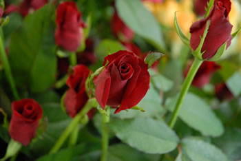 三分咲きの状態の深紅のバラの花